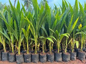 Coconut Sannangi Plant