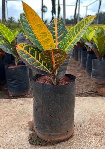 Croton Petra Plant