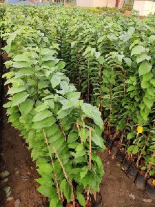 Custard Apple Tree