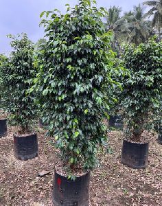 Ficus Black Outdoor Plant