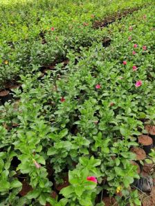 Hibiscus Flowering Plant