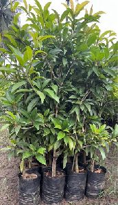 Sapodilla Fruiting Plant