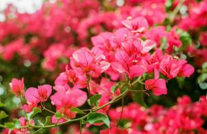 Bougainvillea Plants