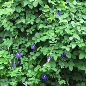 Clitoria Ternatea Plants