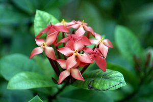 Coccinea Plants