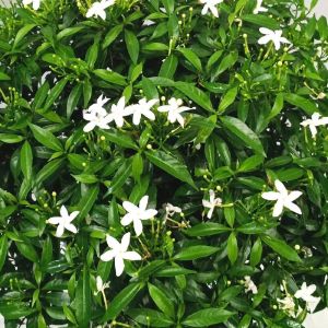 Crape Jasmine Plants