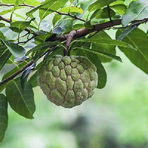 Custard Apple Plants