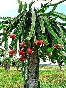 Dragon Fruit Plants