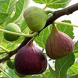 fig plants