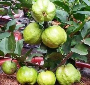 Guava Plants