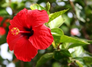 Hibiscus Rosa Sinensis Plants