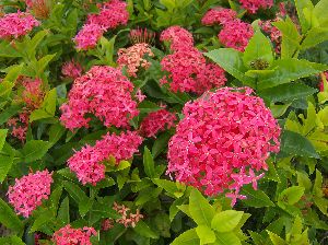 Ixora Plants