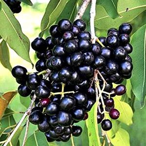 jamun plants