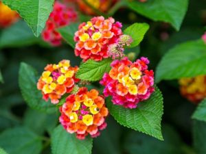 Lantana Plants