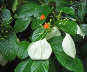 Mussaenda Acuminta Plants