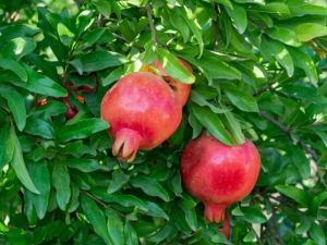 Pomegranate Plants