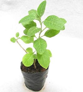 Ashwagandha Plant