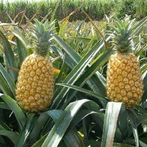 Fresh Pineapple