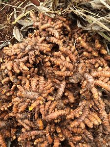 Fresh Turmeric