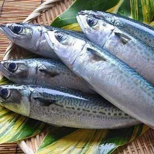 Frozen Whole Round Pacific Mackerel Fish