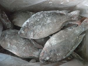 Good Quality Frozen Fish