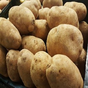 Large fresh holland potato