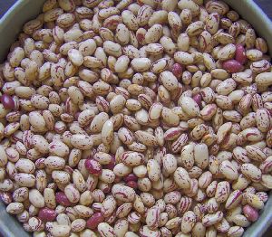 Light Speckled kidney pinto Beans