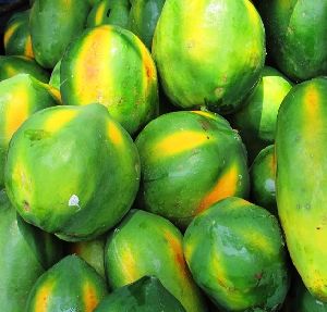 PREMIUM FRESH PAPAYA FRUIT