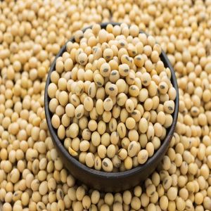 Soybean Seed