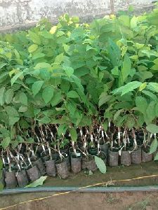 Custard Apple Plant