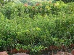 Sapota Plant