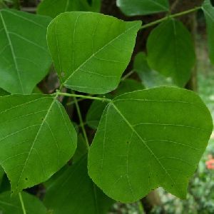 Erythrina Indica Leaves