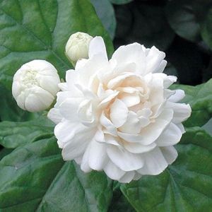 Arabian Jasmine Plant