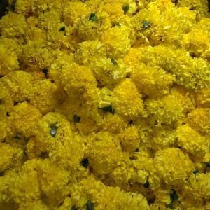 Fresh Marigold Flower