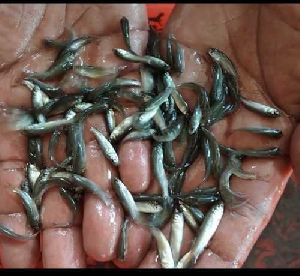 Jayanti rohu fish seed