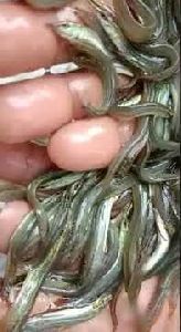 Tarabine Fish Seed