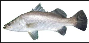 barramundi fish