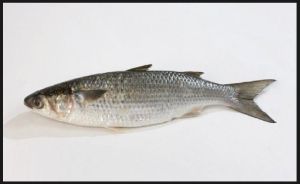 Mullet Fish