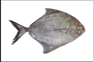 Pomfret Fish