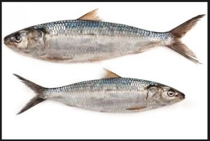 Sardinella Fish