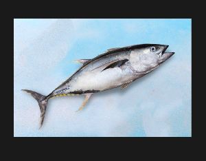 Yellowfin Tuna Fish