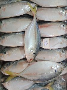 Fresh Khera Palli Fish