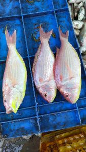 Fresh Rani Fish