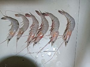 Fresh Vannamei Fish
