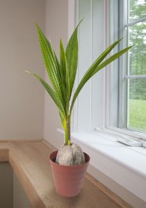 Coconut Plant