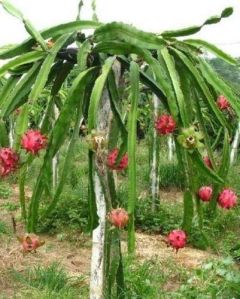 Red Dragon Fruit Plant