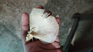 Dry Oyster Mushroom