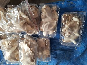 Oyster Mushroom