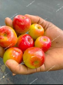 miss india apple ber plants