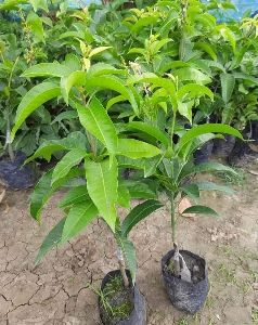 thai all time Mango plants